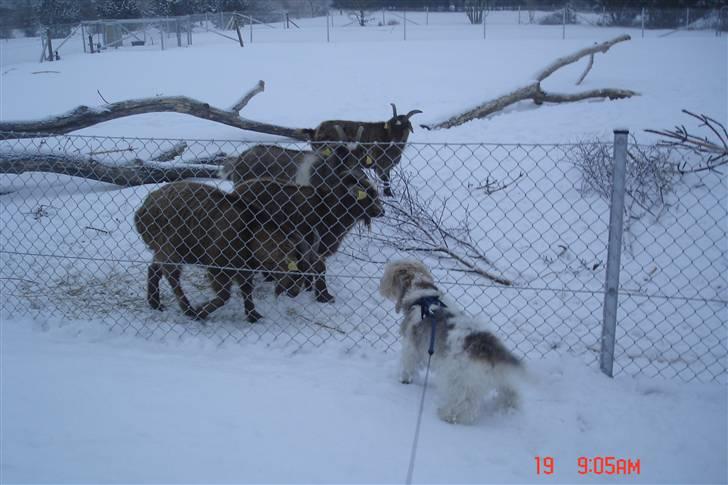 Petit basset griffon wendéen Victor (Vickys Cassius) - Hvad er det for nogle væsner?? billede 11