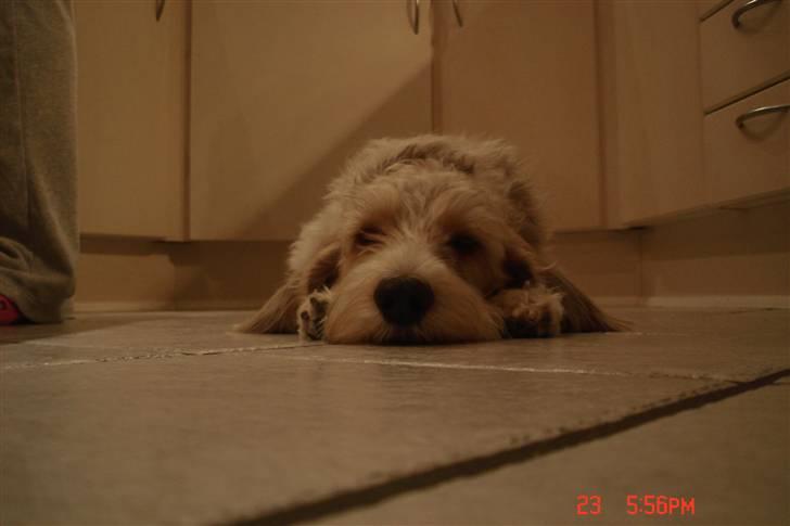 Petit basset griffon wendéen Victor (Vickys Cassius) - Nu er jeg bare træt! billede 12