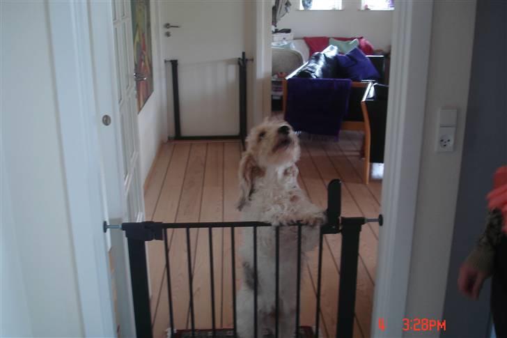 Petit basset griffon wendéen Victor (Vickys Cassius) - Jeg vil uddddddddddd billede 13