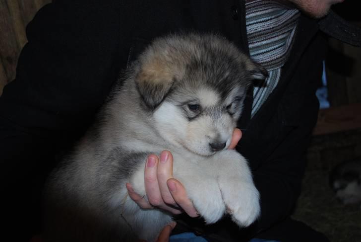Alaskan malamute Alma N-Tazz Nijak Sneuld - 3 uger gammel billede 2