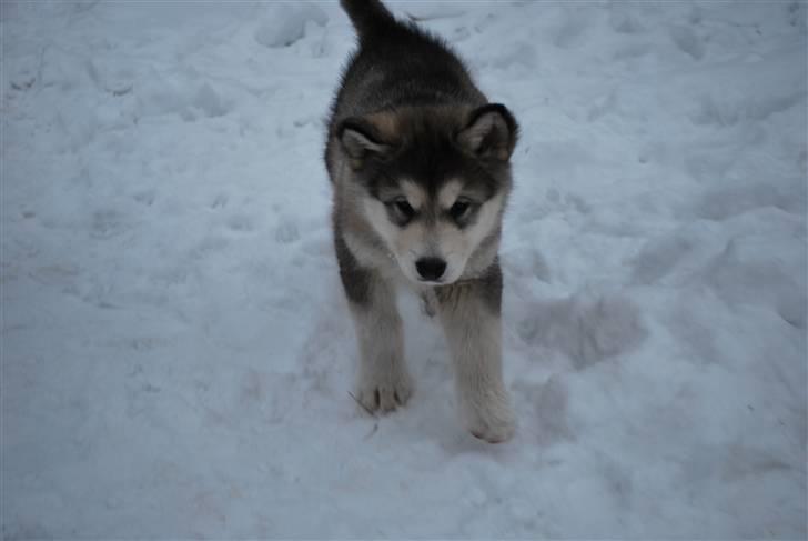 Alaskan malamute Alma N-Tazz Nijak Sneuld billede 3