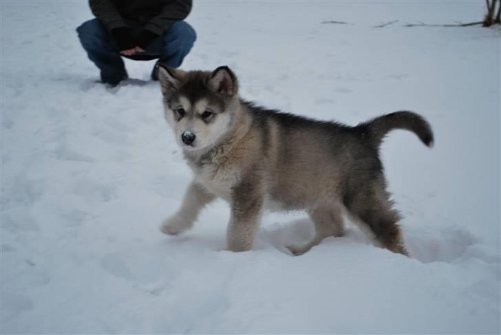 Alaskan malamute Alma N-Tazz Nijak Sneuld billede 4