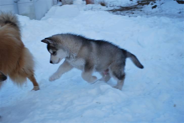 Alaskan malamute Alma N-Tazz Nijak Sneuld billede 5