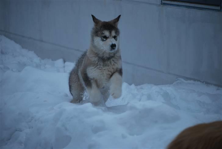 Alaskan malamute Alma N-Tazz Nijak Sneuld - Heyyy billede 6
