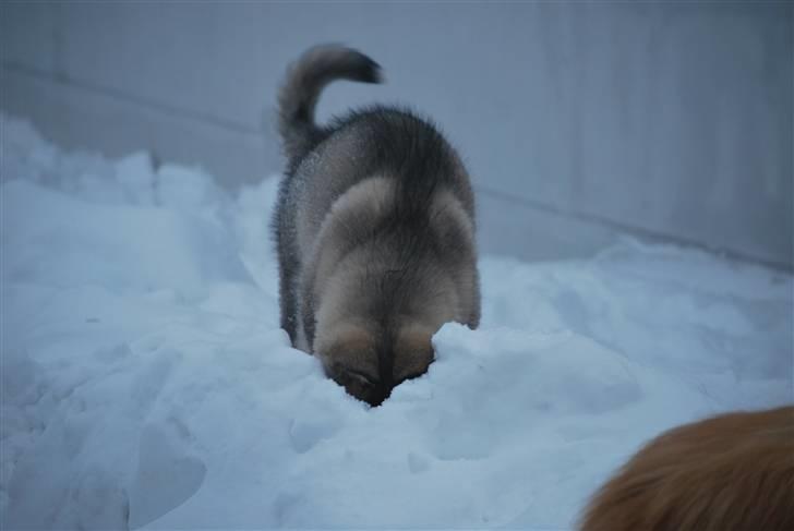 Alaskan malamute Alma N-Tazz Nijak Sneuld - Der er en mus.. billede 7
