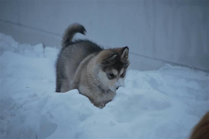 Alaskan malamute Alma N-Tazz Nijak Sneuld - hmm, blev snydt.. billede 8