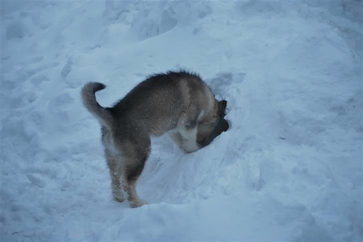Alaskan malamute Alma N-Tazz Nijak Sneuld - En mus mere.. billede 9