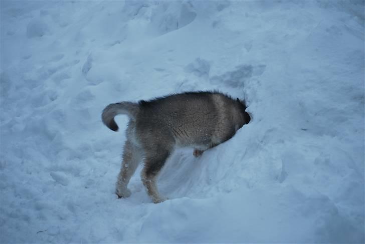 Alaskan malamute Alma N-Tazz Nijak Sneuld - Helt ind og se.. billede 10