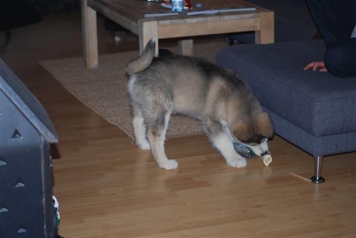 Alaskan malamute Alma N-Tazz Nijak Sneuld - Hvor ble den af.. billede 11