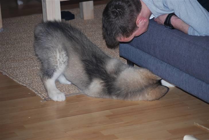 Alaskan malamute Alma N-Tazz Nijak Sneuld - Jeg ved den e dernde.. billede 12