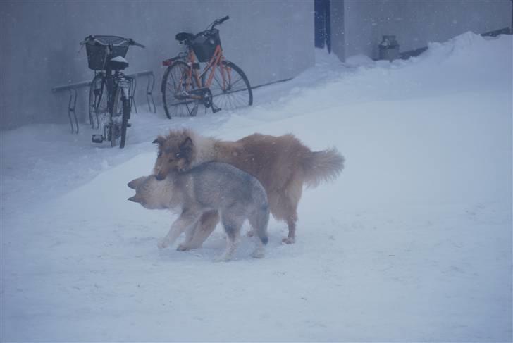 Alaskan malamute Alma N-Tazz Nijak Sneuld billede 13