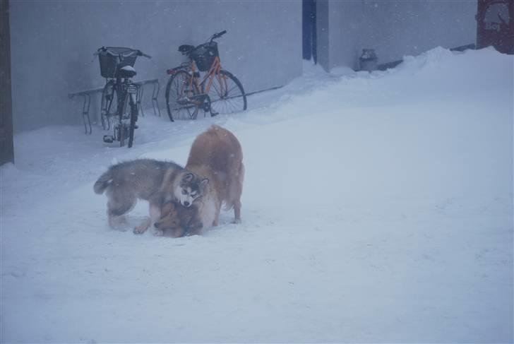 Alaskan malamute Alma N-Tazz Nijak Sneuld - Æder lion,så stærk jeg jeg nemlig.. billede 14
