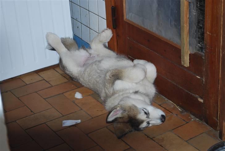 Alaskan malamute Alma N-Tazz Nijak Sneuld - Sover.. billede 15