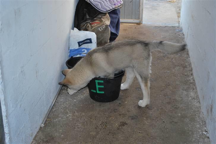 Alaskan malamute Alma N-Tazz Nijak Sneuld - Der er noget i spanden.. billede 16