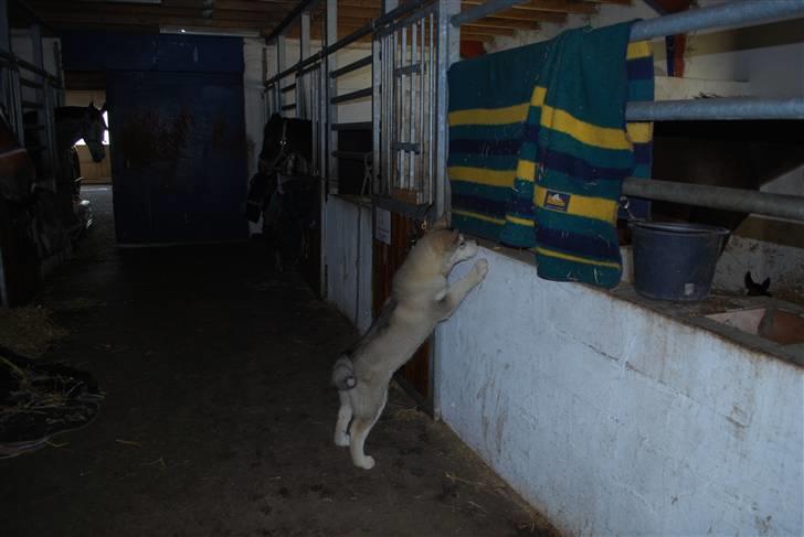 Alaskan malamute Alma N-Tazz Nijak Sneuld - Hvad sker der, derinde.?? billede 17