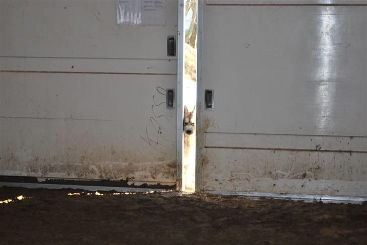 Alaskan malamute Alma N-Tazz Nijak Sneuld - Kuk kuk billede 18