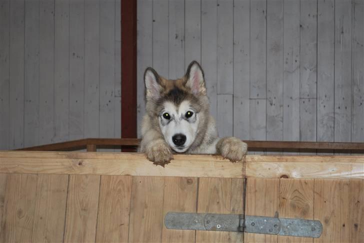 Alaskan malamute Alma N-Tazz Nijak Sneuld - Hej hej billede 19