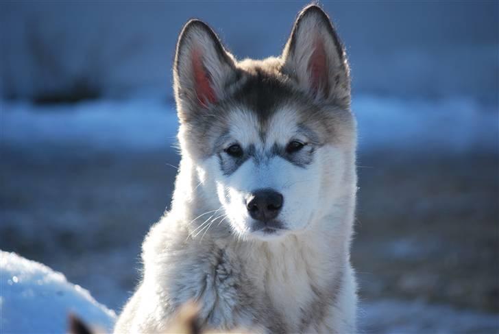 Alaskan malamute Alma N-Tazz Nijak Sneuld - Så smuk er jeg.. billede 20