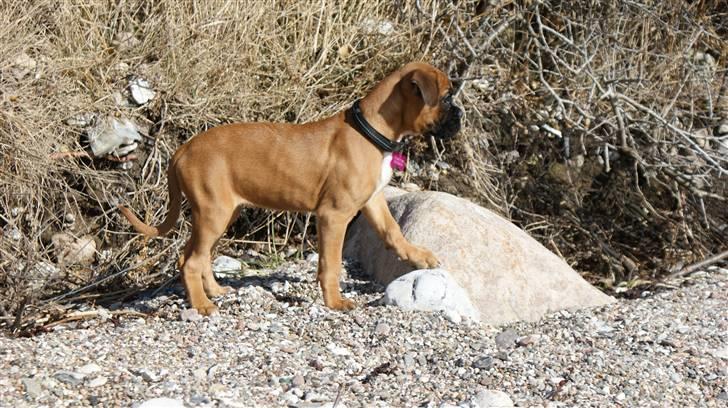 Boxer Martha - Marthas første strandtur  D. 15.3.2010 billede 9