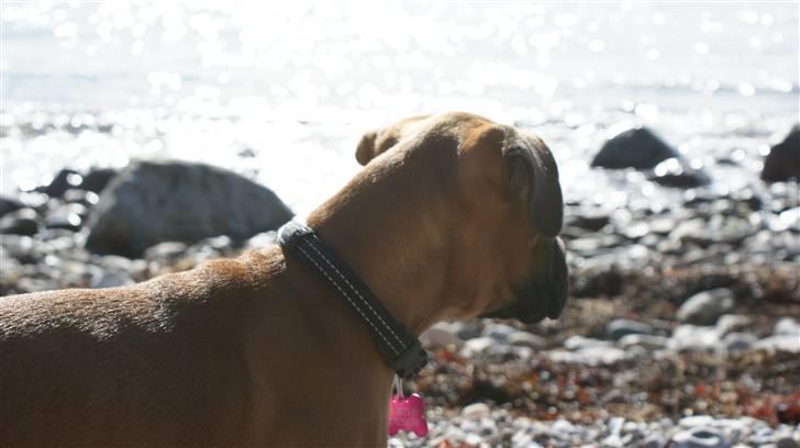 Boxer Martha - "Det´godt nok flot det vand der....."  billede 10
