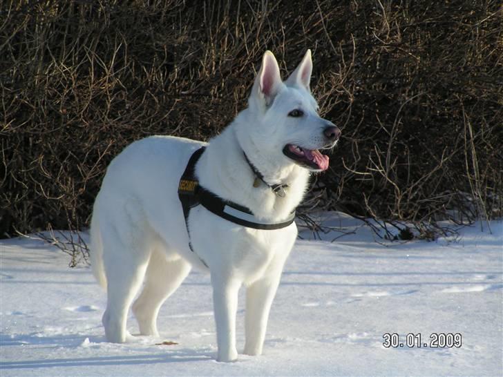 Hvid schæfer Aston - Ih, det er skønt med sneen. Den kan jo også spises:-) billede 1