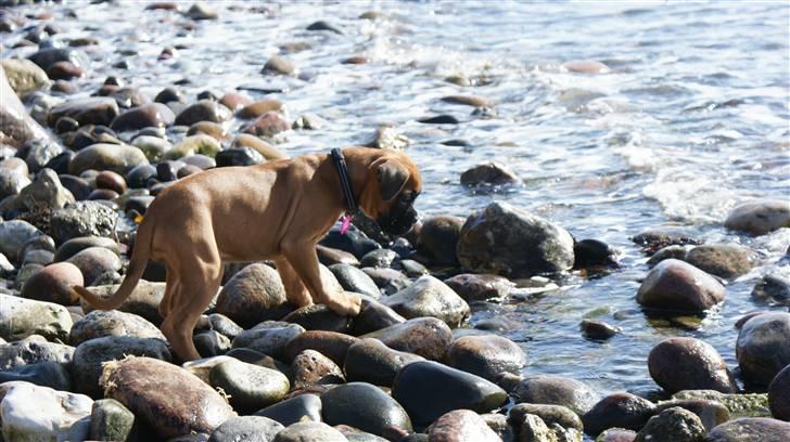 Boxer Martha - Spændende spændende..... :o) billede 11