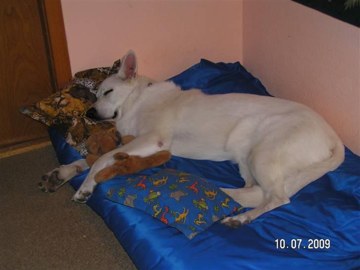 Hvid schæfer Aston - Jeg elsker at putte i min seng sammen med mine puder og tøjdyr:-) billede 2