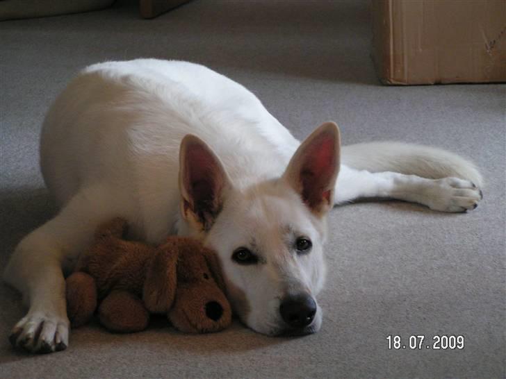 Hvid schæfer Aston - Her er min lille hund med mig billede 3