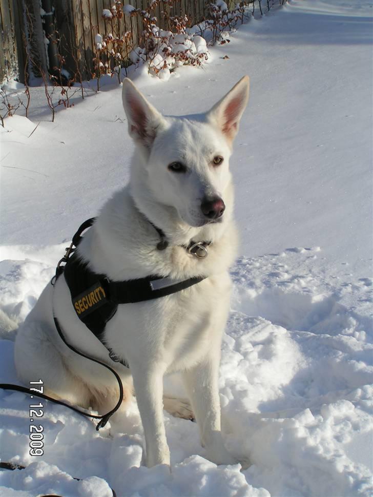 Hvid schæfer Aston - Her er jeg ude i den første sne billede 4