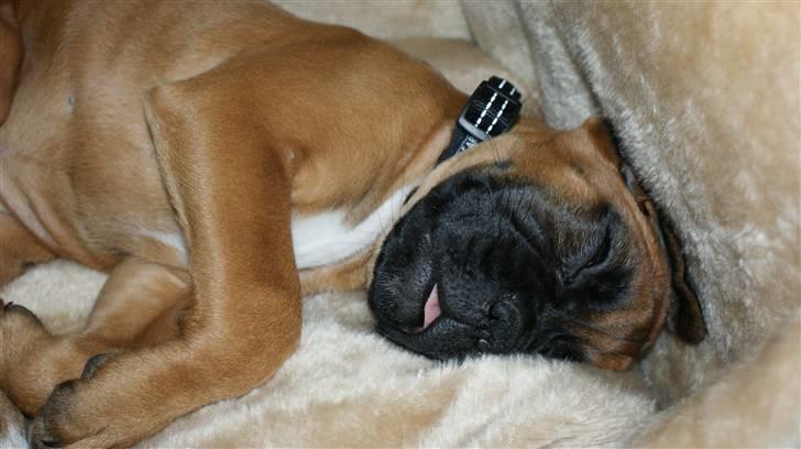 Boxer Martha - ZZZZZZZZZ.........efter strandturen !!! :o) billede 12