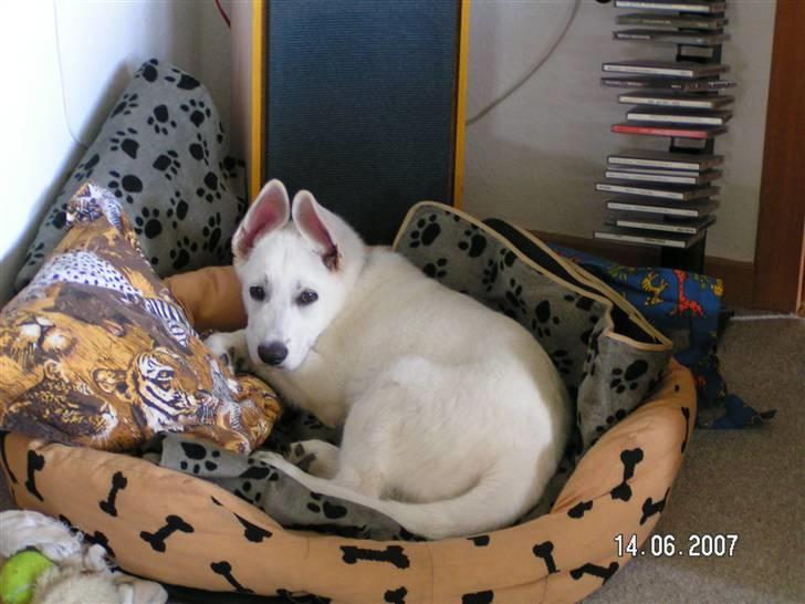 Hvid schæfer Aston - Her er jeg knapt 3 mnd. gammel. I dagpleje hos min nabo billede 5