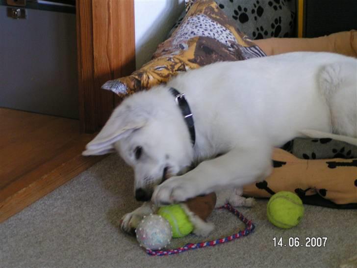 Hvid schæfer Aston - Jeg elsker mit legetøj:-) billede 6