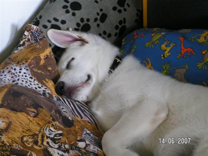 Hvid schæfer Aston - ZZZZZZ - jeg bliver sååååå træt af al den leg billede 7