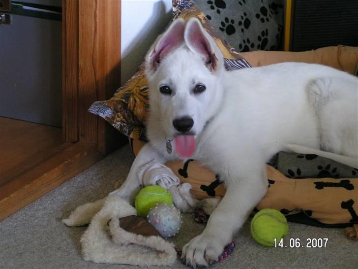 Hvid schæfer Aston - Se mine fine lyserøde tunge:-) billede 8