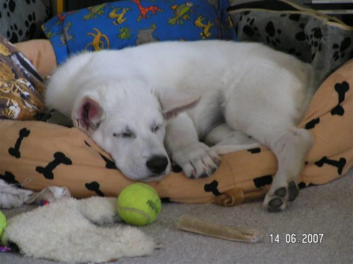 Hvid schæfer Aston - ZZZZZZ - formiddagslur:-) billede 9