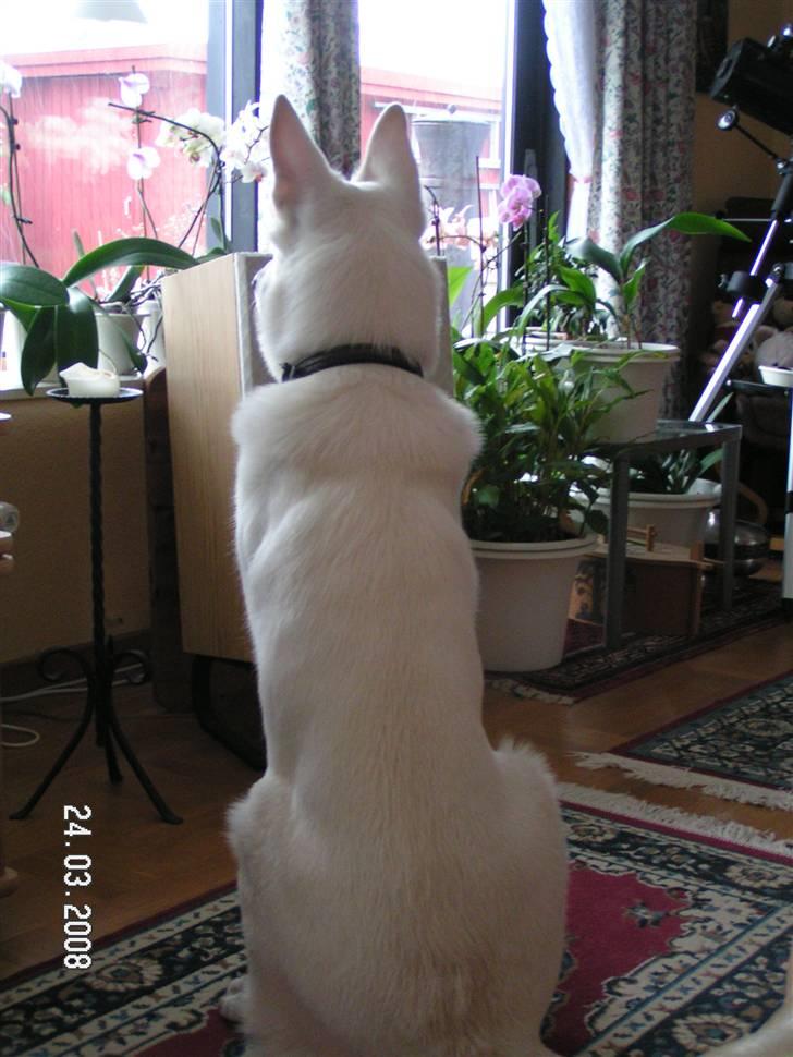 Hvid schæfer Aston - Kommer min mor og far snart og henter mig i dagplejen? billede 10