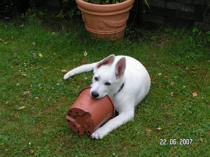 Hvid schæfer Aston - Hej! Mit aller bedste legetøj :-) billede 11