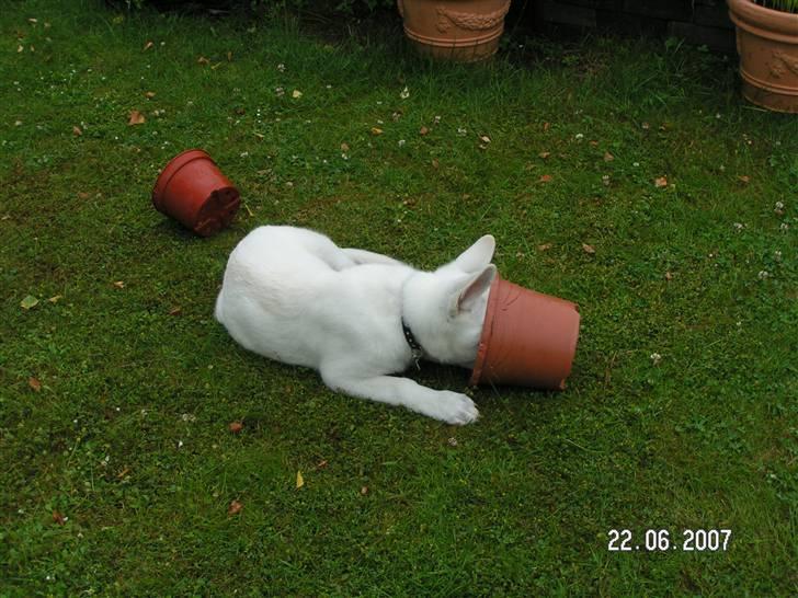 Hvid schæfer Aston - Hallo! Hvem der? billede 12