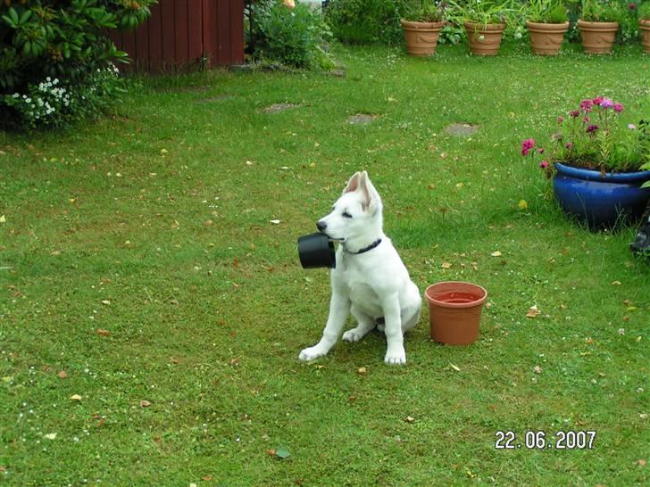 Hvid schæfer Aston - Ih, altså, nu fik jeg fanget potten! billede 13