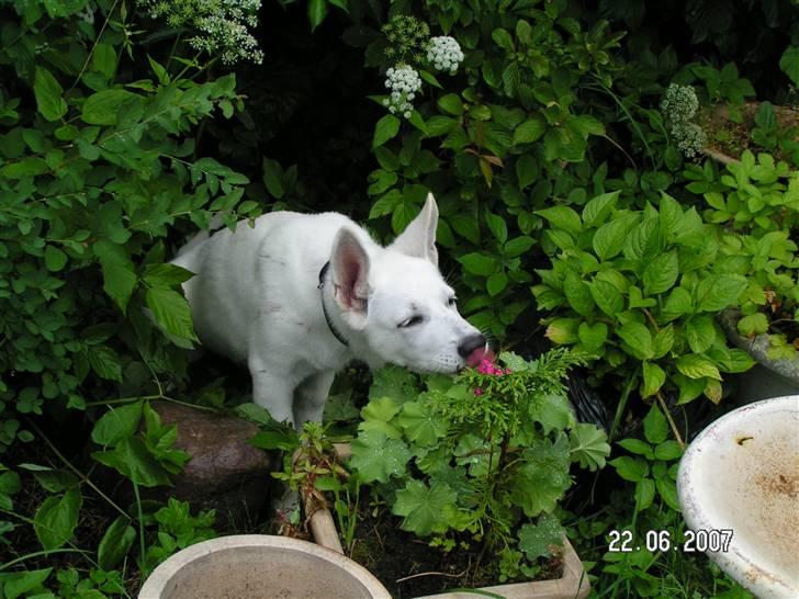 Hvid schæfer Aston - Kan du spises? billede 14