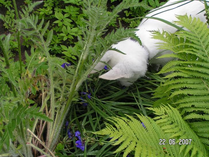 Hvid schæfer Aston - Hvem der? En lille frø måske? billede 15