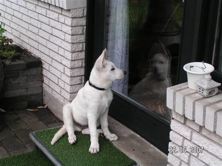 Hvid schæfer Aston - Hey! Hvad laver I derinde? Luk mig nu ind:-) billede 16