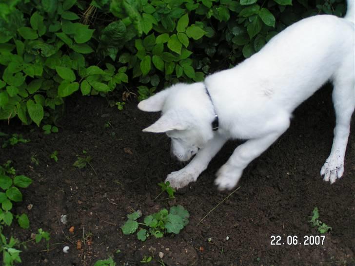 Hvid schæfer Aston - Laver lige et bed til plejemor:-) billede 17