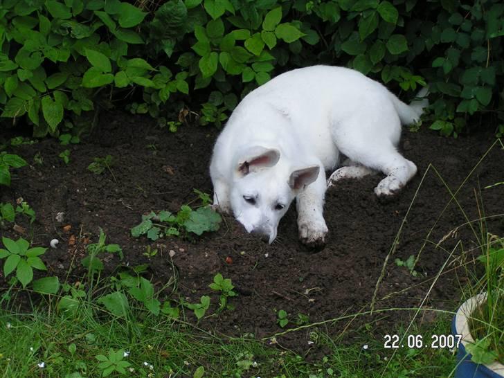 Hvid schæfer Aston - Ahhh - jeg blev lige så træt af havearbejde og tager lige en lille powernap:-) billede 18