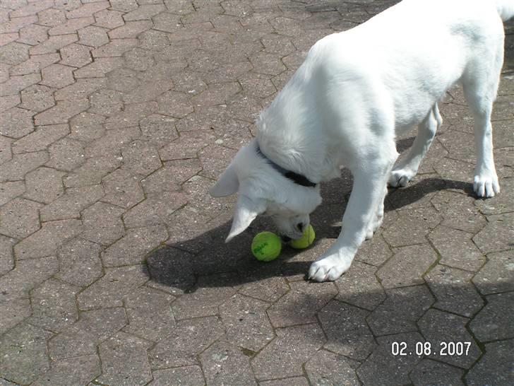 Hvid schæfer Aston - Alle mine elskede tennisbolde:-) billede 19