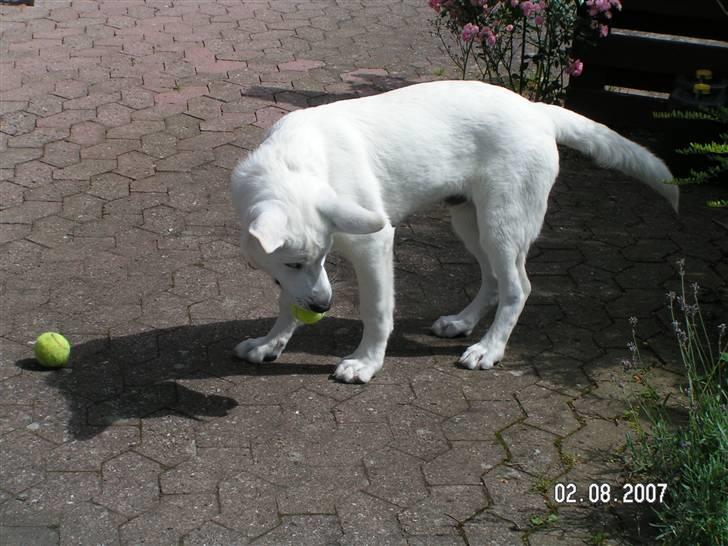 Hvid schæfer Aston - HeJ Hvor blev I nu af? billede 20