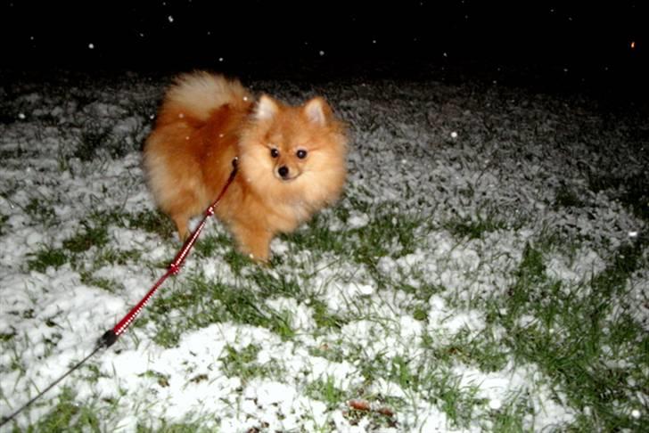 Pomeranian Emmalie billede 19