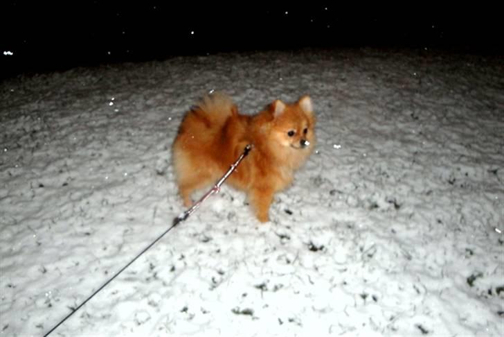 Pomeranian Emmalie billede 20