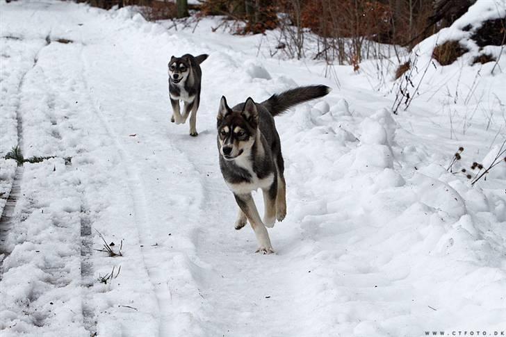 Siberian husky Luna  - søster kan ikke følge med billede 6