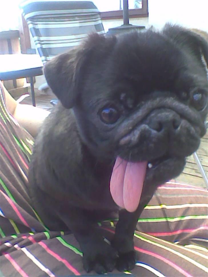 Mops Knekket <3 billede 1